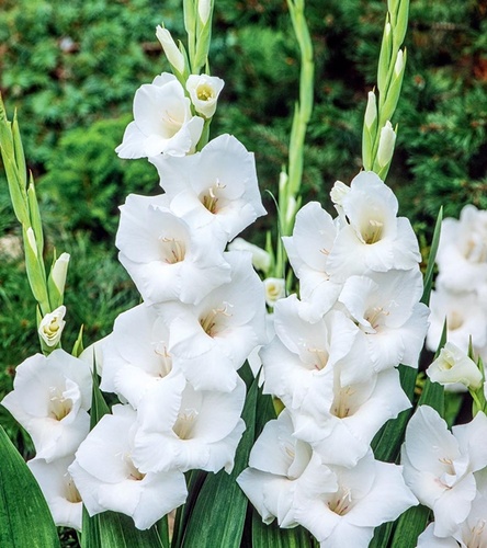 Gladiolus Mieczyk Wielkokwiatowy Ice Master 5 szt.