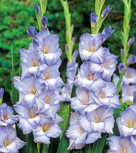 Gladiolus Mieczyk Wielkokwiatowy Cobain 5 szt.