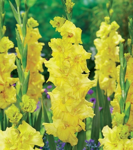 Gladiolus Mieczyk Wielkokwiatowy Charisma 5 szt.