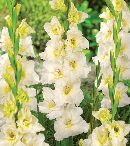 Gladiolus Mieczyk Wielkokwiatowy Ivory Priscilla 5 szt.