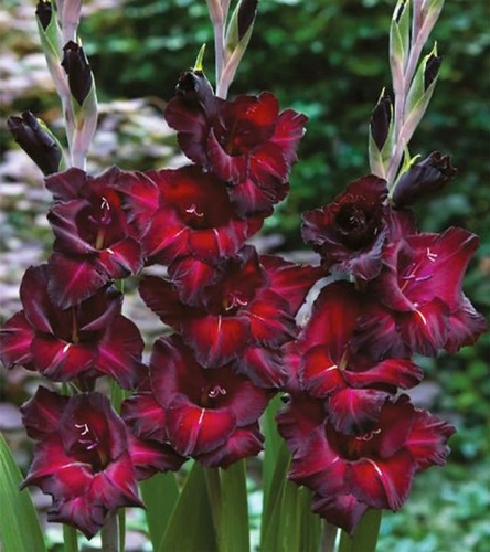 Gladiolus Mieczyk Wielkokwiatowy Back Surprise 5 szt.