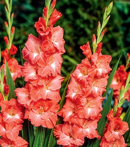 Gladiolus Mieczyk Wielkokwiatowy Invictus 5 szt.