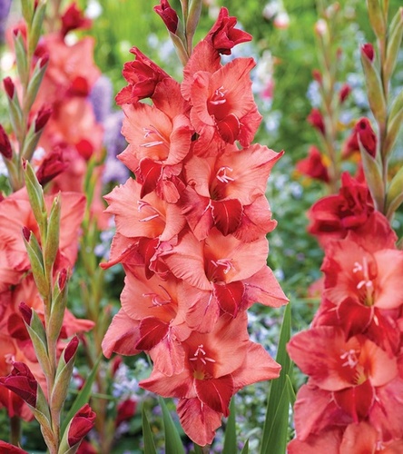 Gladiolus Mieczyk Wielkokwiatowy Soul 5 szt.