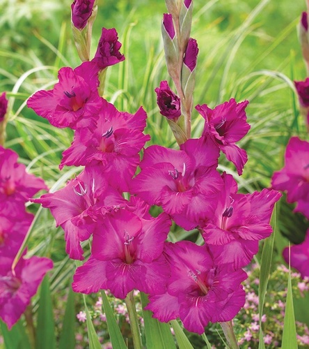 Gladiolus Mieczyk Wielkokwiatowy Thalia 5 szt.