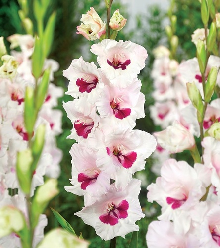 Gladiolus Mieczyk Wielkokwiatowy Cera Corsage 5 szt.