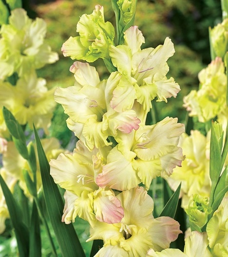 Gladiolus Mieczyk Wielkokwiatowy Cera Fearless 5 szt.