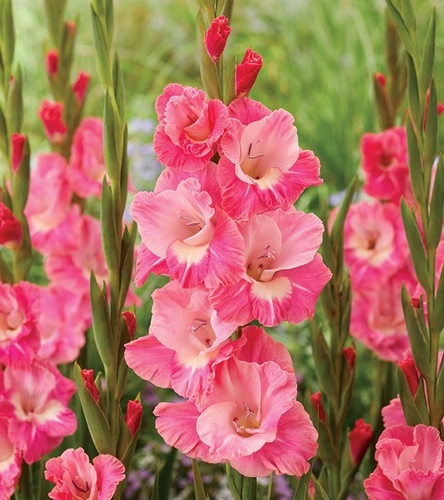 Gladiolus Mieczyk Wielkokwiatowy Cilesta 5 szt.