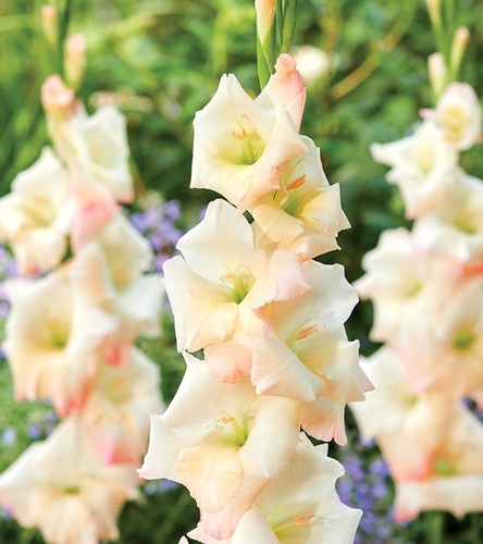 Gladiolus Mieczyk Wielkokwiatowy Careless 5 szt.