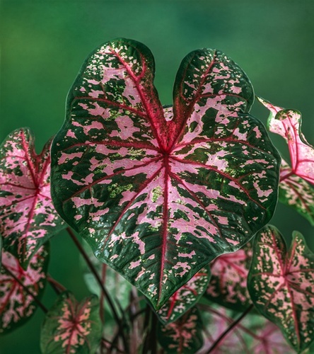 Kaladium Dots Delight 1 szt.
