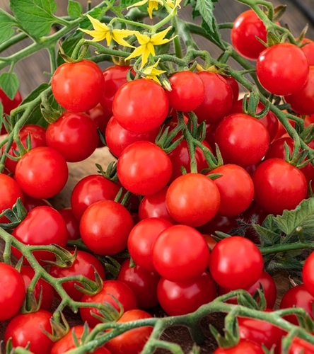 Pomidor koktajlowy Cerise 0,5g