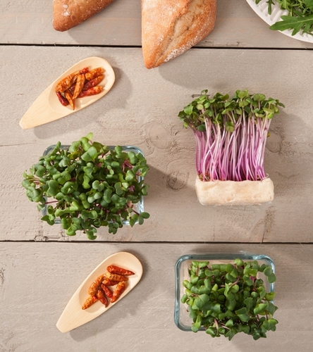 Zestaw Microgreens 1 szt