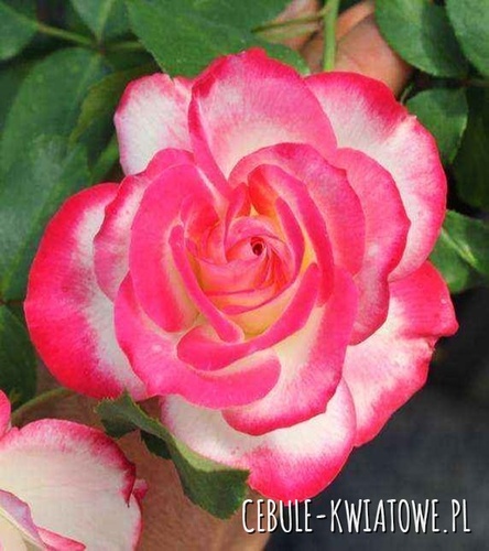 Róża Rabatowa biało-różowa 1 szt.