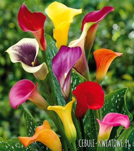 Zantedeschia Kalla Mix 5 szt.