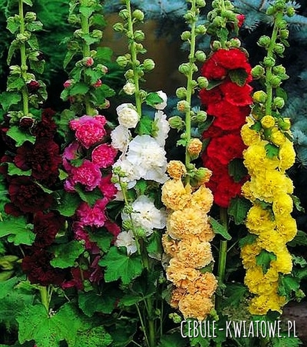 Alcea Rosea Malwa Ogrodowa Mix 5 szt.
