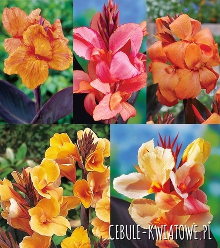 Zestaw Canna Ciemnolistna - Paciorecznik 7