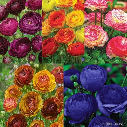 Zestaw Ranunculus - Jaskier 2