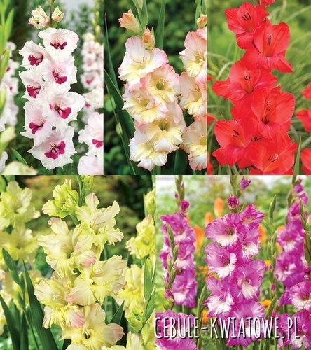 Zestaw Gladiolus - Mieczyk "26"