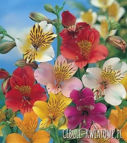 Alstroemeria Mix 5 szt.