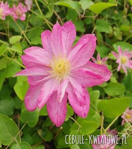 Clematis Asao 1szt. - doniczka