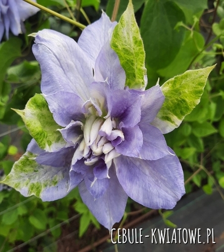 Clematis wielkokwiatowy Mazury 1szt. - doniczka