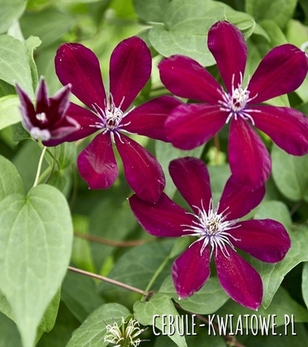 Clematis wielkokwiatowy Westerplatte 1szt. - doniczka
