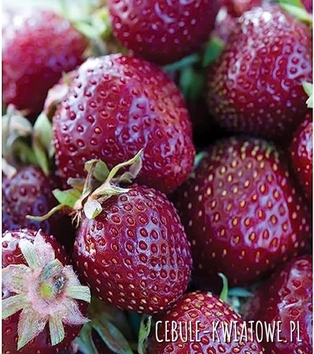 Truskawka Cherry Berry sadzonka 1 szt