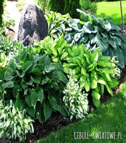 Hosta Funki Mix 5 szt.