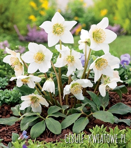 Helleborus - Ciemiernik White Sadzonka Doniczka P9