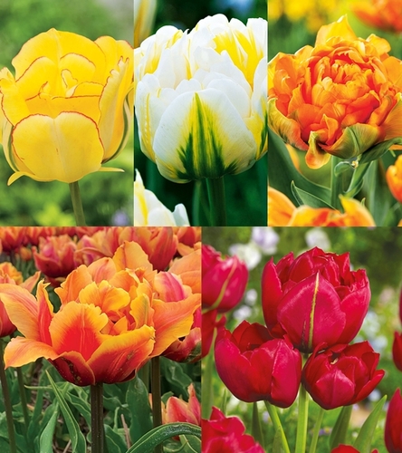 Zestaw Tulipan Pełny "8" 11/12
