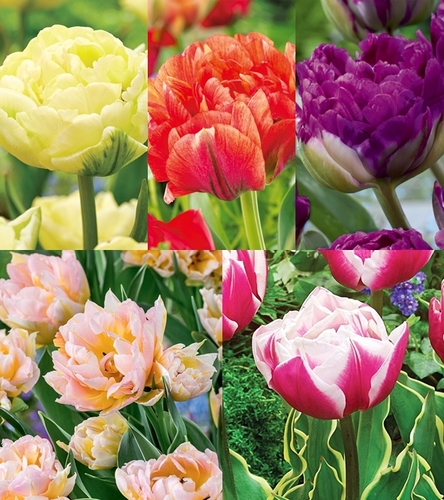 Zestaw Tulipan Pełny "9" 11/12