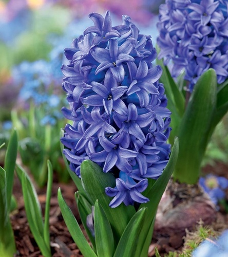 Hyacinthus - Hiacynt Blue Pearl XXL 3 szt.