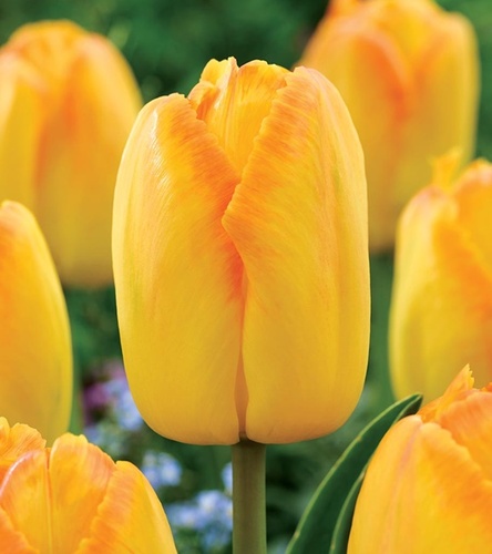 Tulipan Darwina Yellow Pride 5 szt.