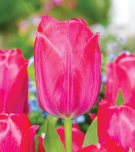Tulipan Darwina Lady Van Eijk 5 szt.