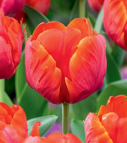 Tulipan Papuzi Ad Rem Parrot 5 szt.