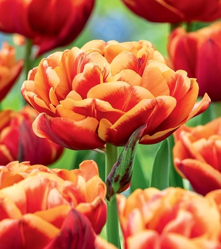 Tulipan Pełny Congo 5 szt.