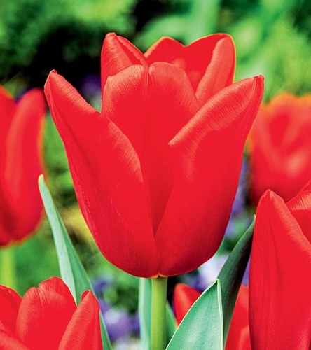 Tulipan Triumph Escape 5 szt.