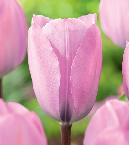 Tulipan Triumph Janis Joplin 5 szt.