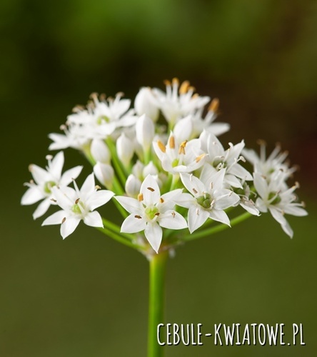 Allium - Czosnek Ozdobny Tuberosum 1 szt.