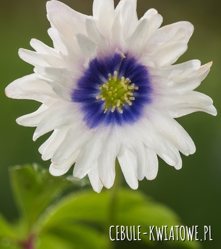 Anemone - Anemon Zawilec Blue Eyes 1 szt.