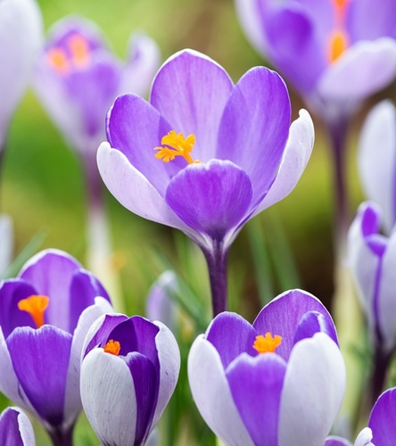Crocus - Krokus Wiosenny Fantasy 10 szt.