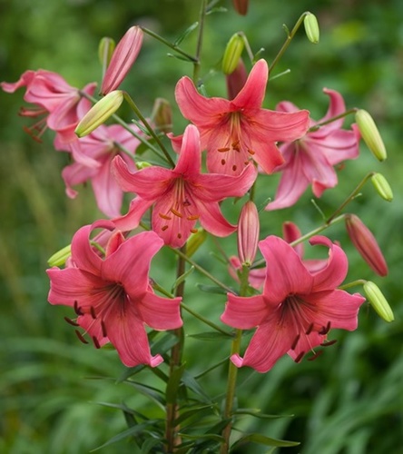 Lilium - Lilia Azjatycka Pink Flight 1 szt.