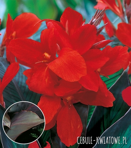 Canna Kanna Paciorecznik Black Knight 1 szt.
