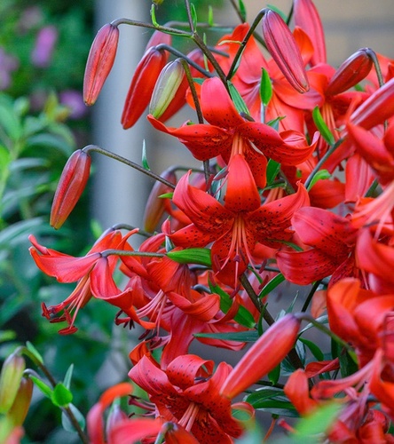 Lilium - Lilia  Tygrysia Red Life 1 szt.