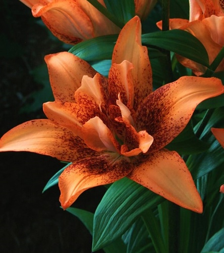 Lilium - Lilia Azjatycka Podwójna Double Love 1 szt.