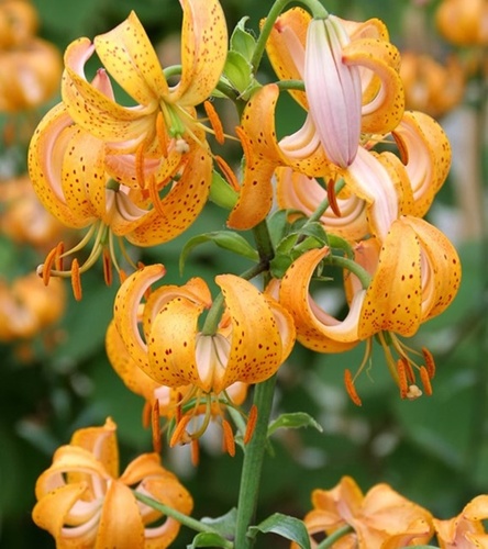 Lilium - Lilia Martagon Terrace City 1 szt.