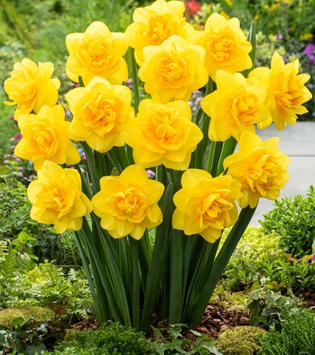 Narcissus - Narcyz Pełny Sherborne 5 szt.