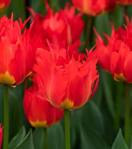 Tulipan Darwina Robbedoes 5 szt.