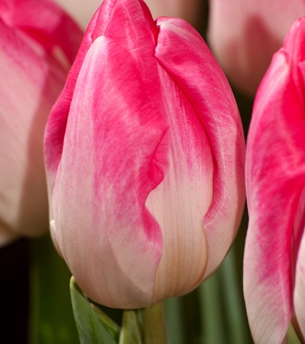 Tulipan Triumph Supermodel 5 szt.