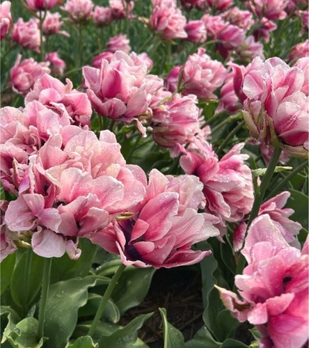 Tulipan Pełny Love Whisper 5 szt.
