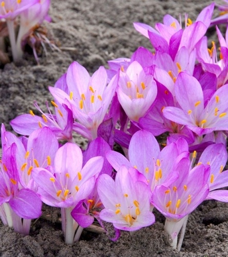 Colchicum - Zimowit Paninicum 1 szt.